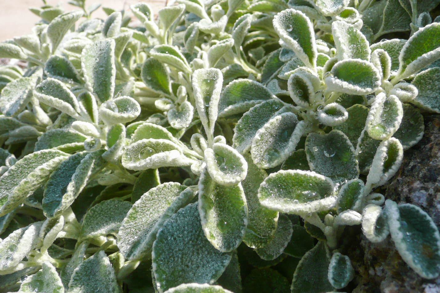 Silverheels Horehound